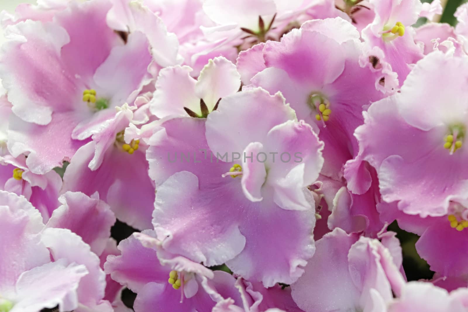 Beautiful Saintpaulia or Uzumbar violet. Pink indoor flowers close-up. Natural floral background for happy birthday, mother's day, women's day, anniversary, wedding invitation