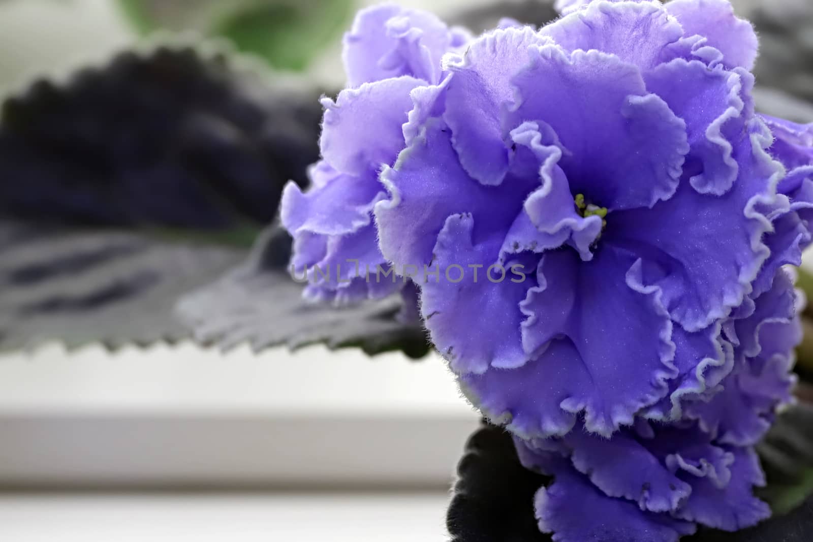 Beautiful Saintpaulia or Uzumbar violet. Blue indoor flowers close-up. Natural floral background for happy birthday, mother's day, women's day, anniversary, wedding invitation