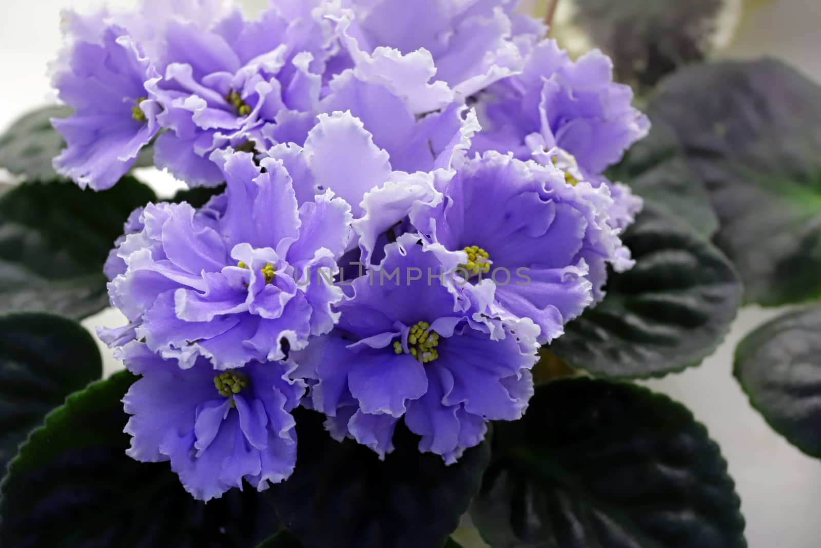 Beautiful Saintpaulia or Uzumbar violet. Blue indoor flowers close-up. Natural floral background for happy birthday, mother's day, women's day, anniversary, wedding invitation