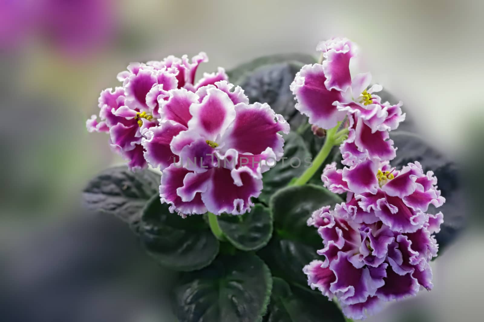 Beautiful Saintpaulia or Uzumbar violet. Pink indoor flowers close-up. Natural floral background for happy birthday, mother's day, women's day, anniversary, wedding invitation