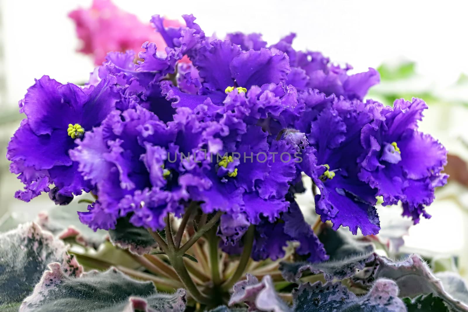 Beautiful Saintpaulia or Uzumbar violet. Violet indoor flowers close-up. Natural floral background for happy birthday, mother's day, women's day, anniversary, wedding invitation