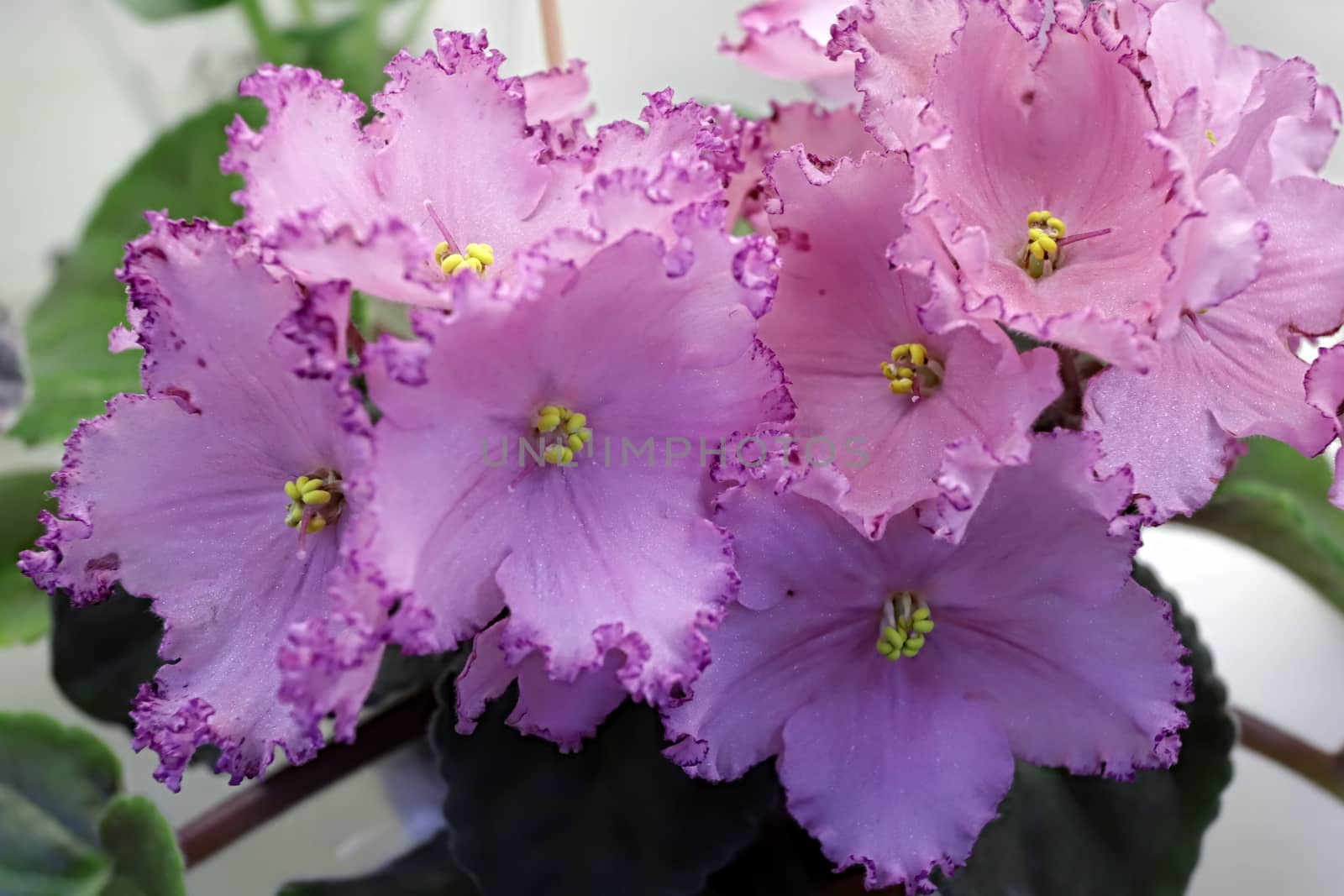 Beautiful Saintpaulia or Uzumbar violet. Pink indoor flowers close-up. Natural floral background for happy birthday, mother's day, women's day, anniversary, wedding invitation