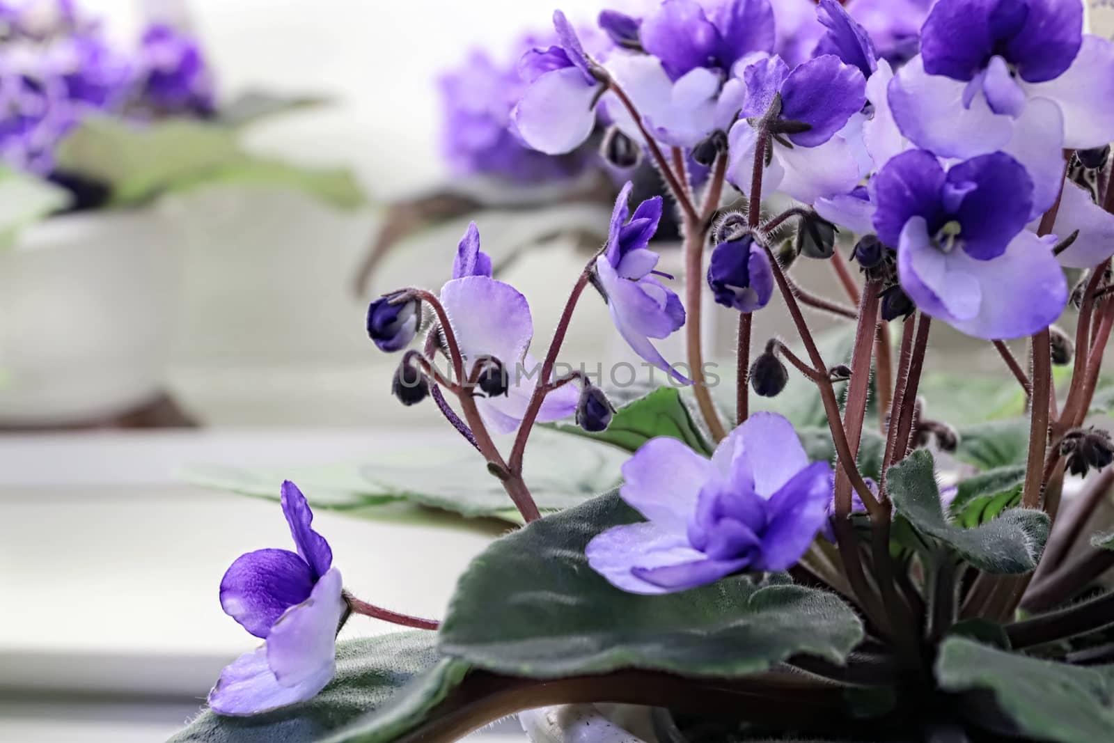 Beautiful Saintpaulia or Uzumbar violet. Blue indoor flowers close-up. Natural floral background for happy birthday, mother's day, women's day, anniversary, wedding invitation