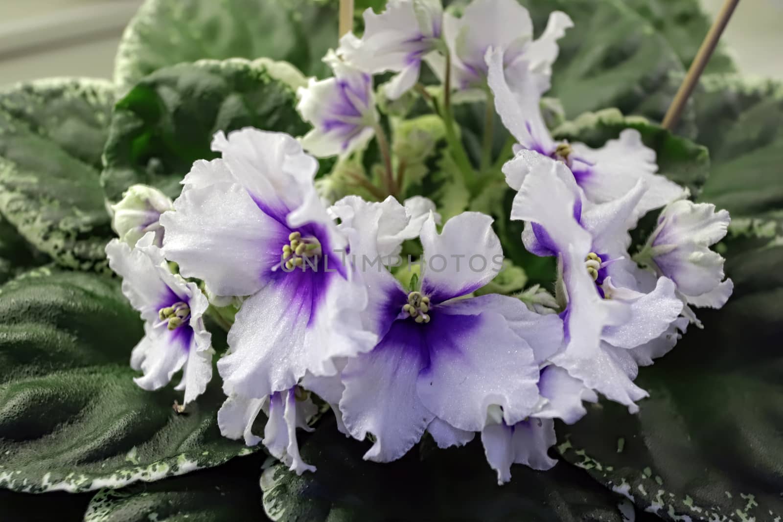 Beautiful Saintpaulia or Uzumbar violet. White indoor flowers close-up. Natural floral background for happy birthday, mother's day, women's day, anniversary, wedding invitation