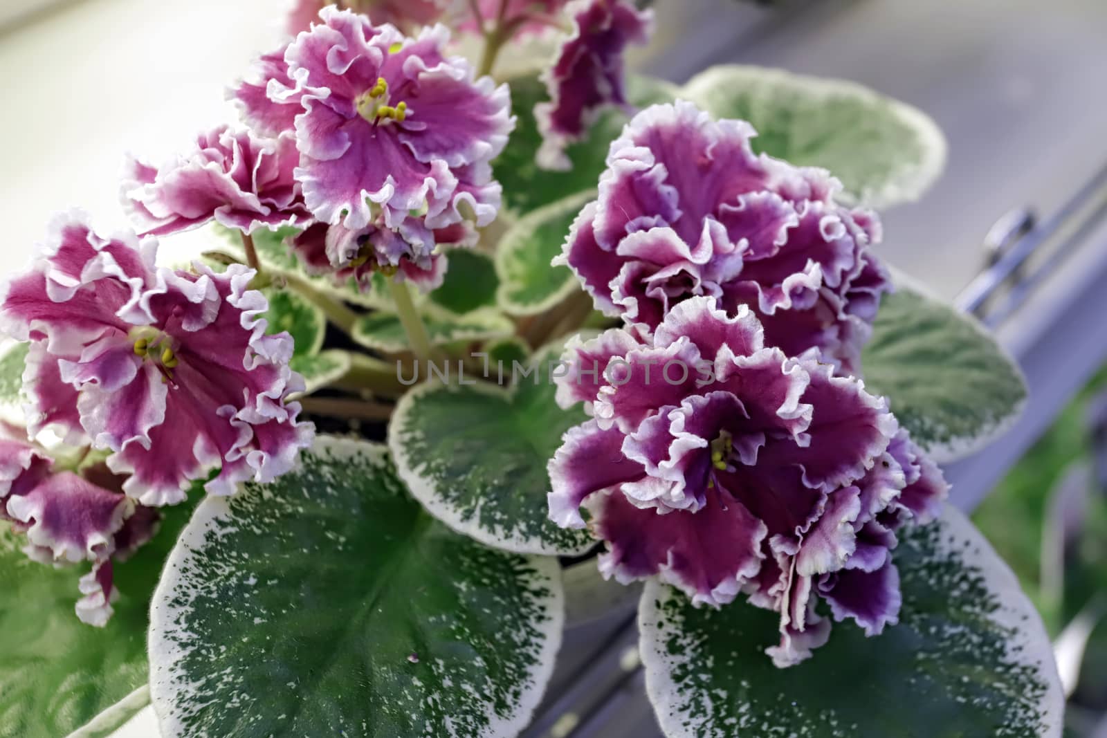 Beautiful Saintpaulia or Uzumbar violet. Purple indoor flowers close-up. Natural floral background for happy birthday, mother's day, women's day, anniversary, wedding invitation