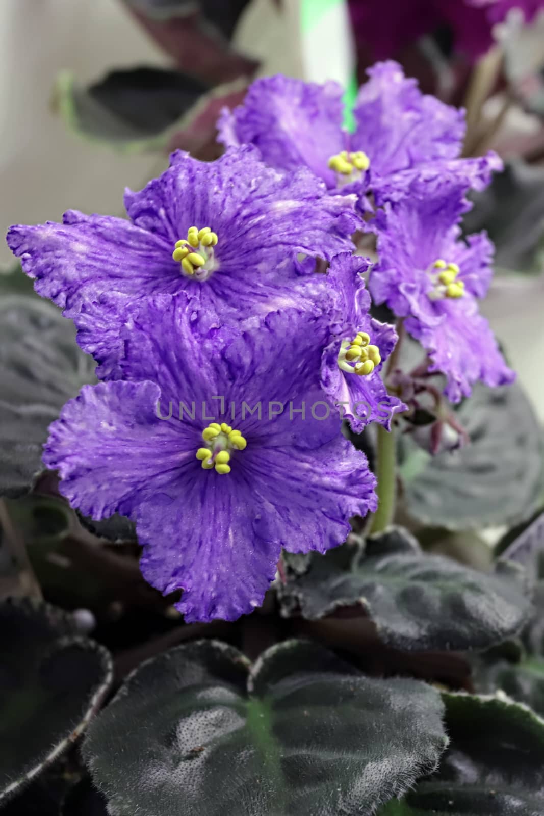 Beautiful Saintpaulia or Uzumbar violet. Violet indoor flowers close-up. Natural floral background for happy birthday, mother's day, women's day, anniversary, wedding invitation