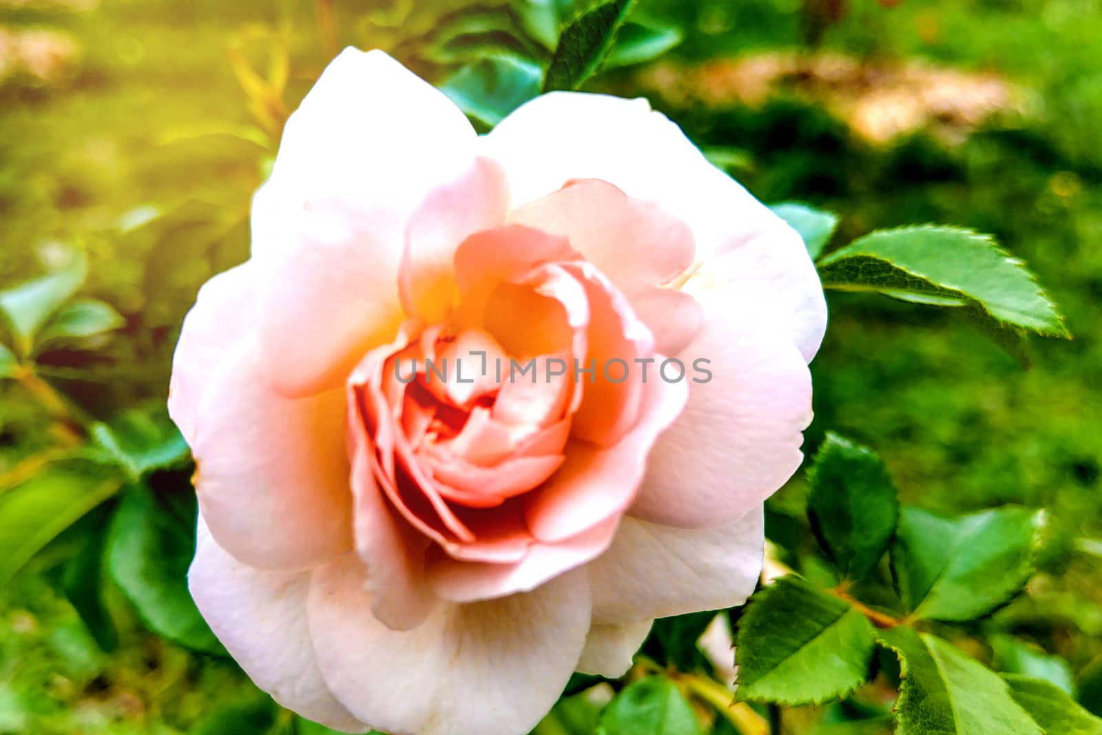 Pink Rose flower bloom on background blurry roses in roses garden