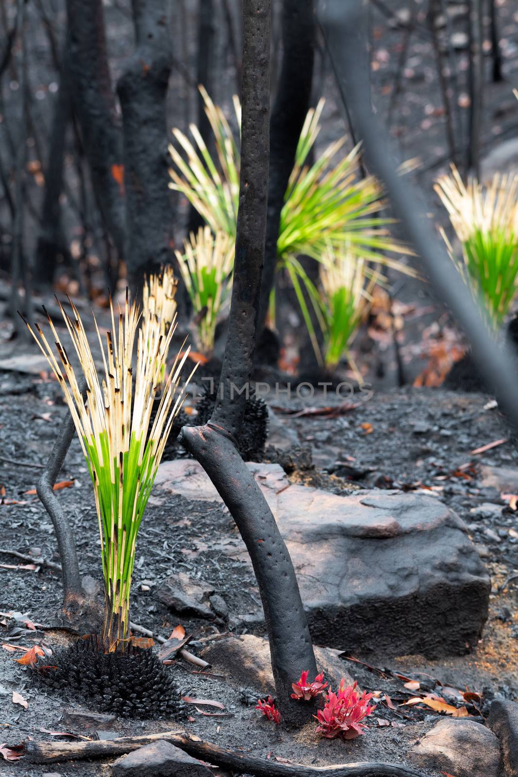 Fireproof grass trees, have a resin that resists the heat blast of the fire and will flower profusely soon after a fire providing  much needed food for animals and insects.  The blackened trees also withstand the fire, and start bursting forth with fresh new growth up and down the tree trunks