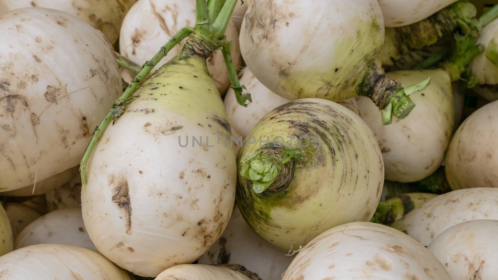 The close up of Fresh Taiwan White Radish Daikon at street market in Taipei, Taiwan.