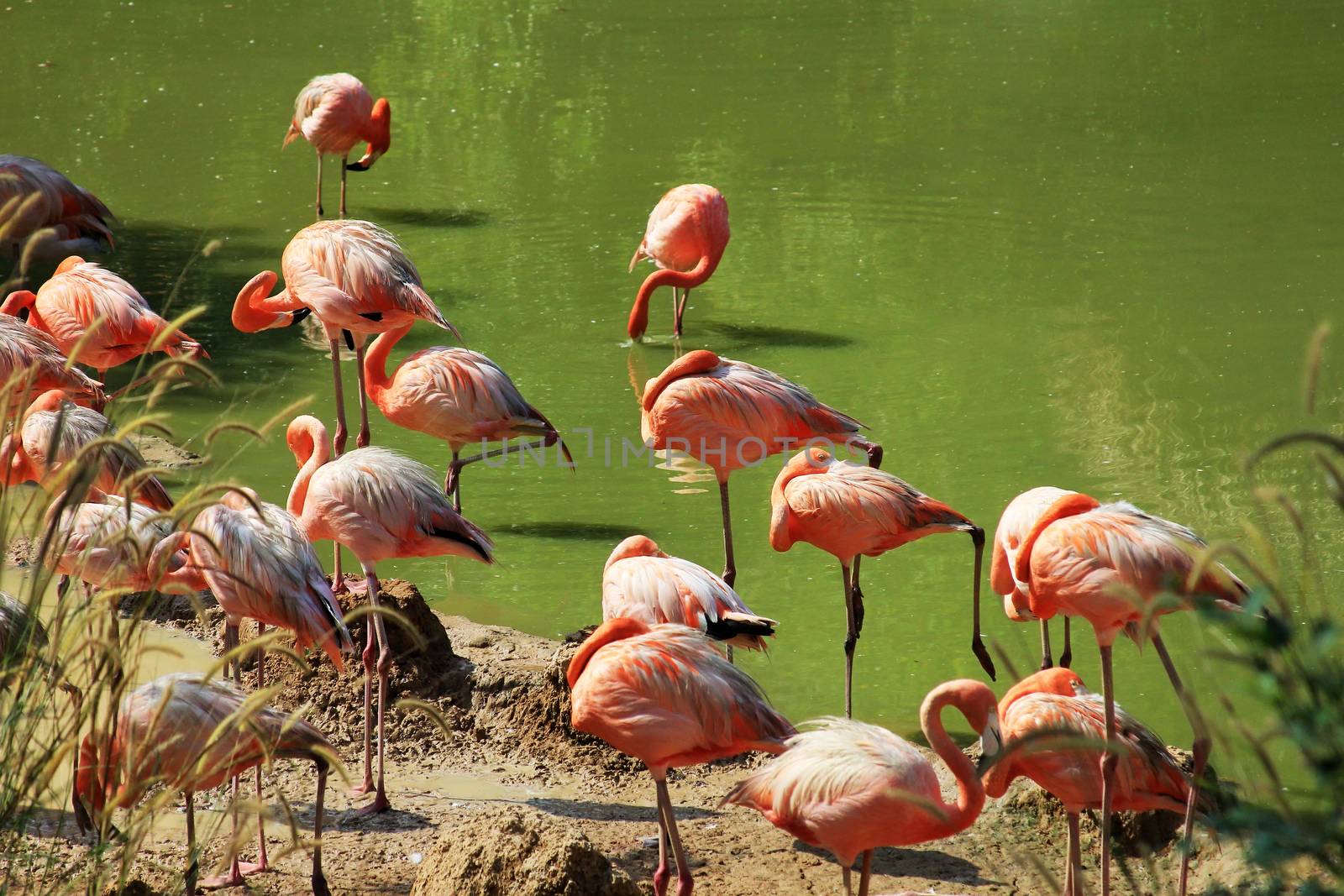Group of flamingos standing in the water in the  on Lake