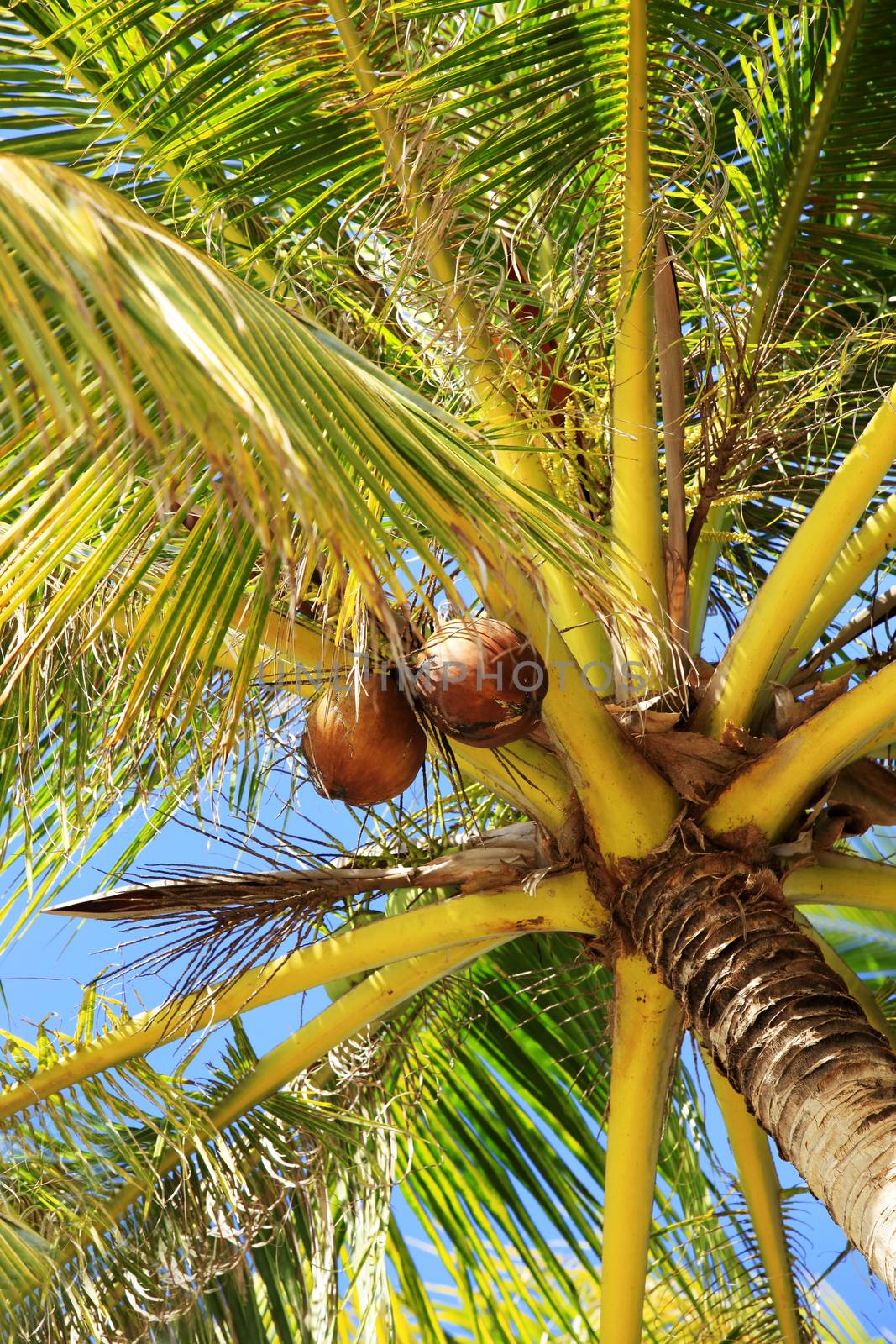 Tree of a coco the bottom view