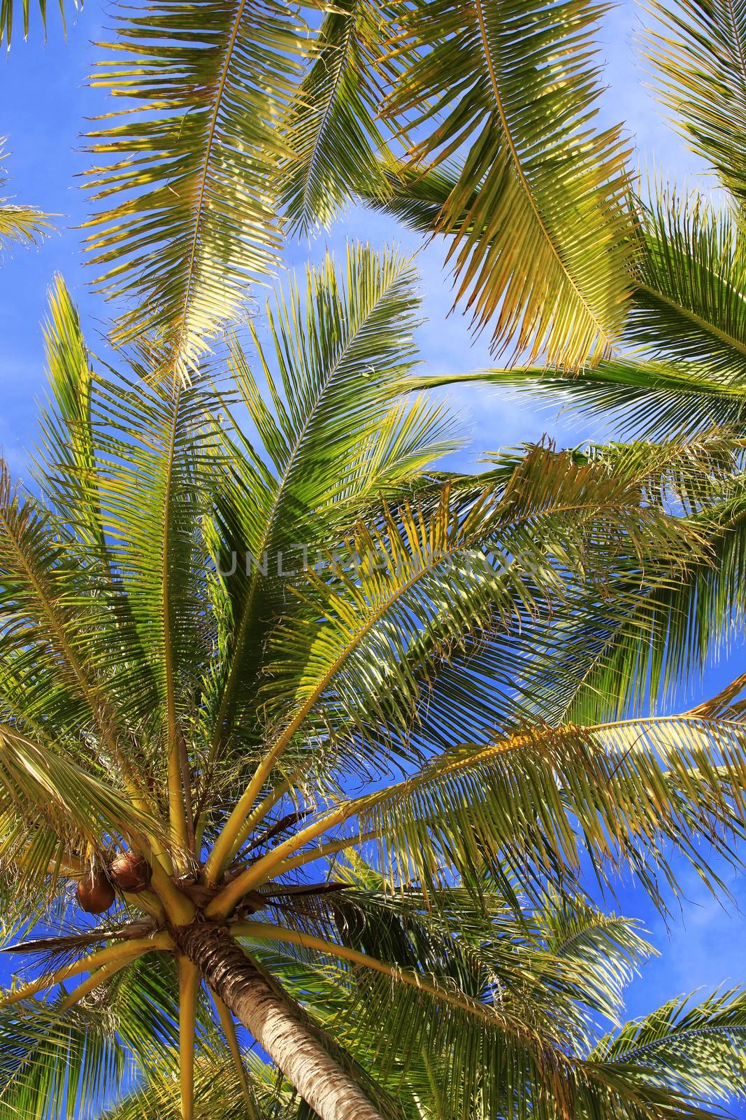 Tree of a coco the bottom view by friday