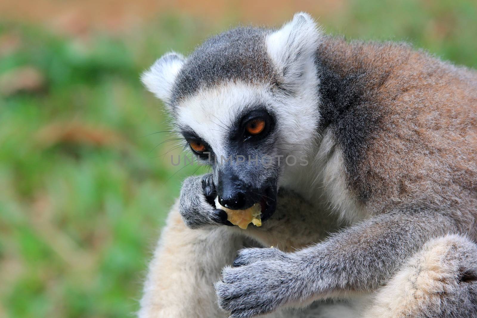 Portrait of a catta lemur close-up by friday
