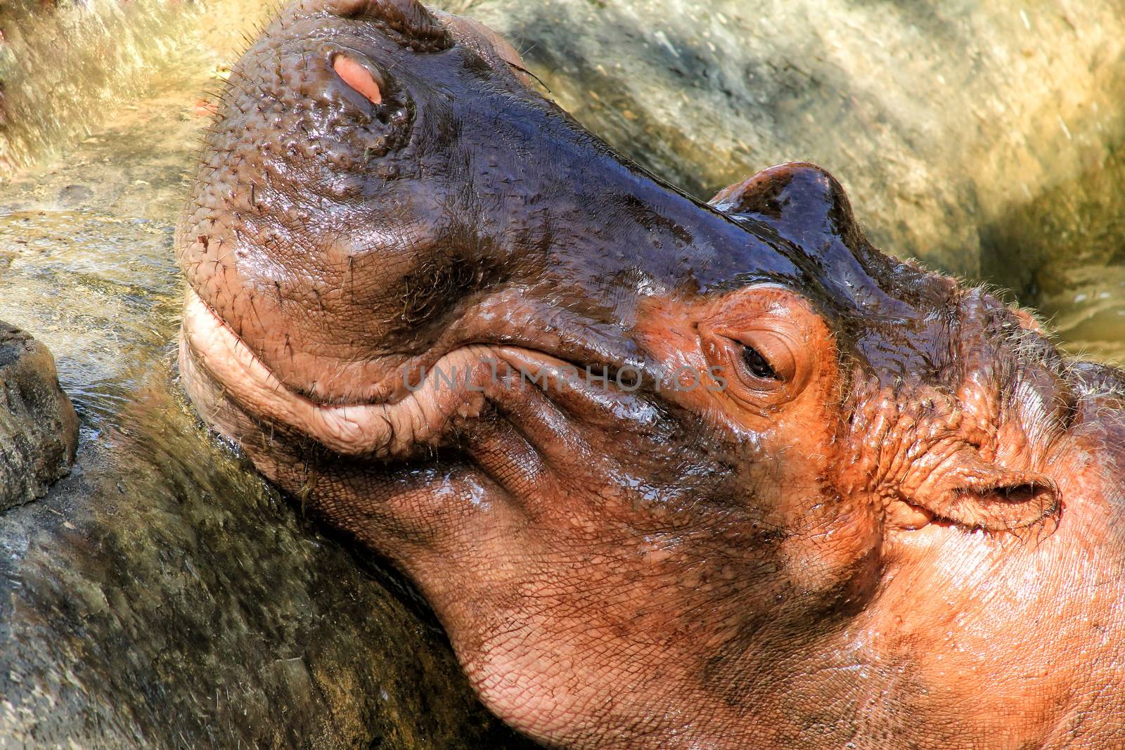 Hippopotamus head just above water, showing big eye and hairs on by friday