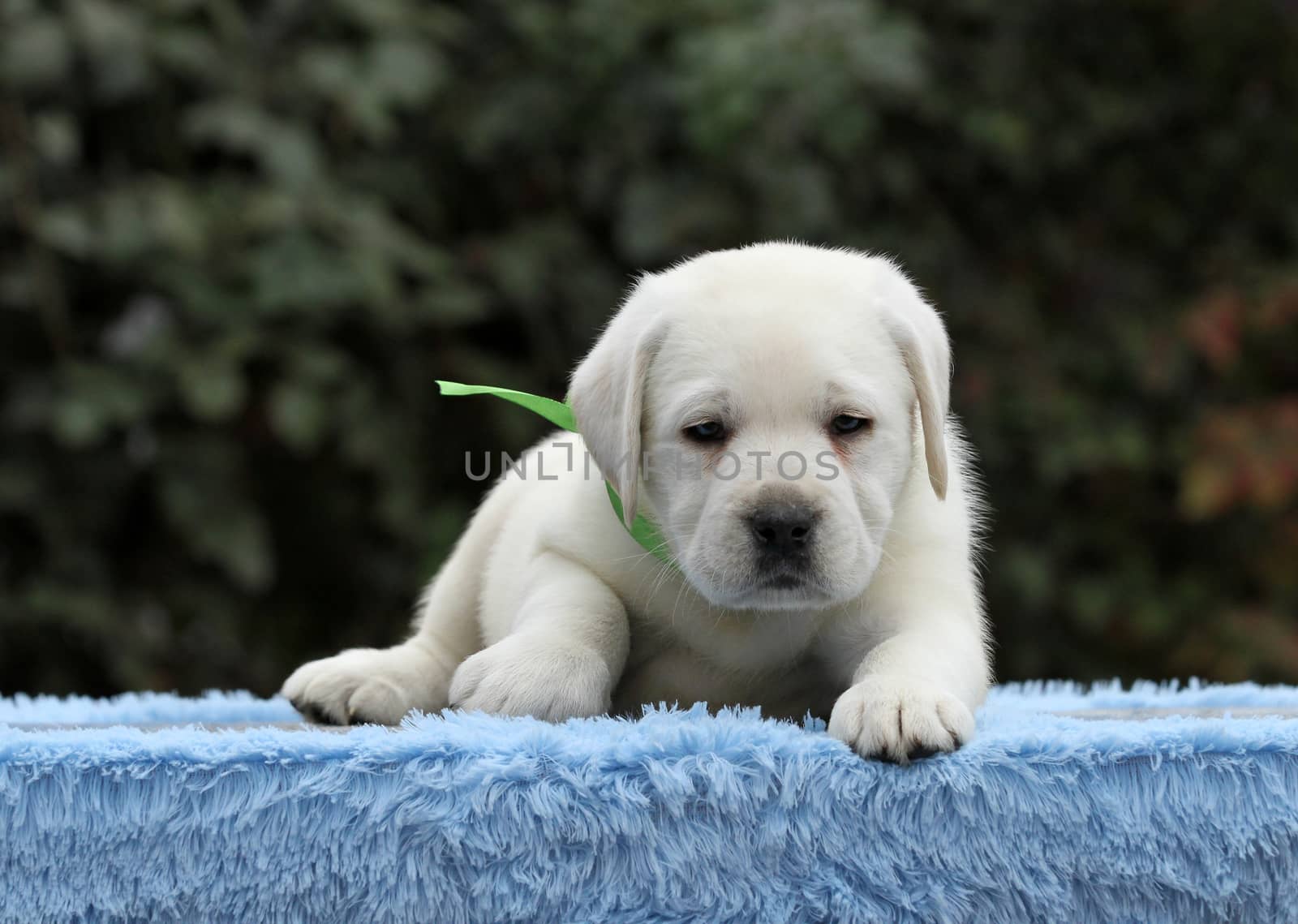 nice little labrador puppy on a blue background
