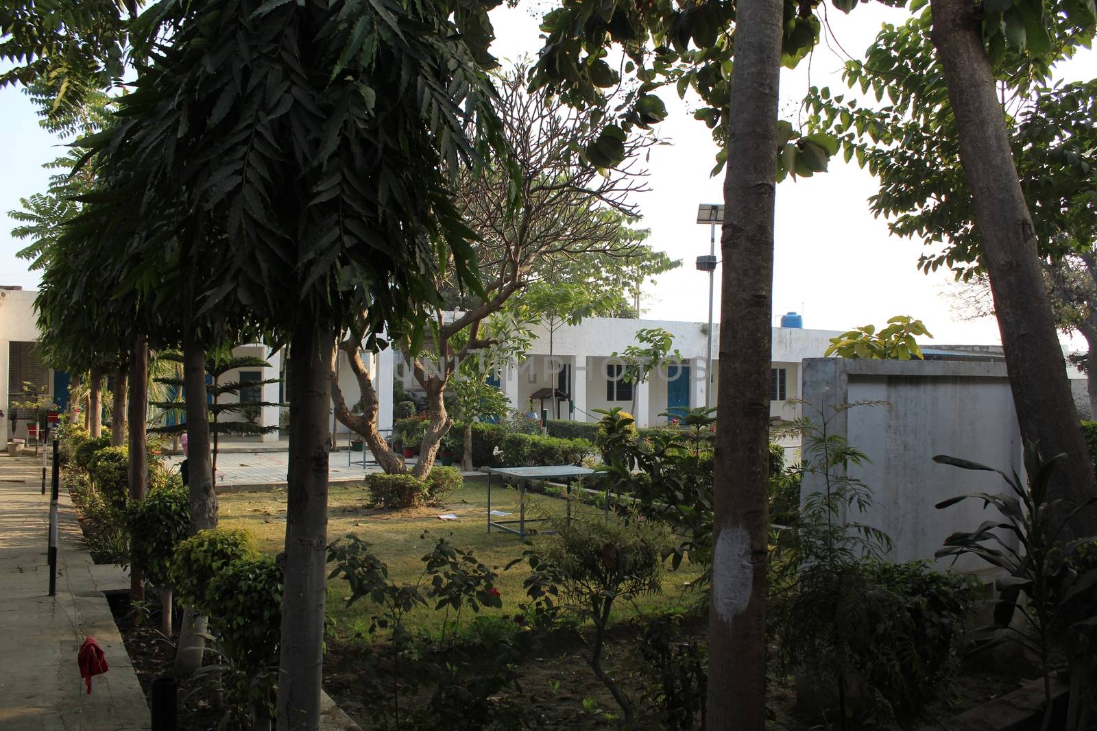 tree plants and school s classrooms