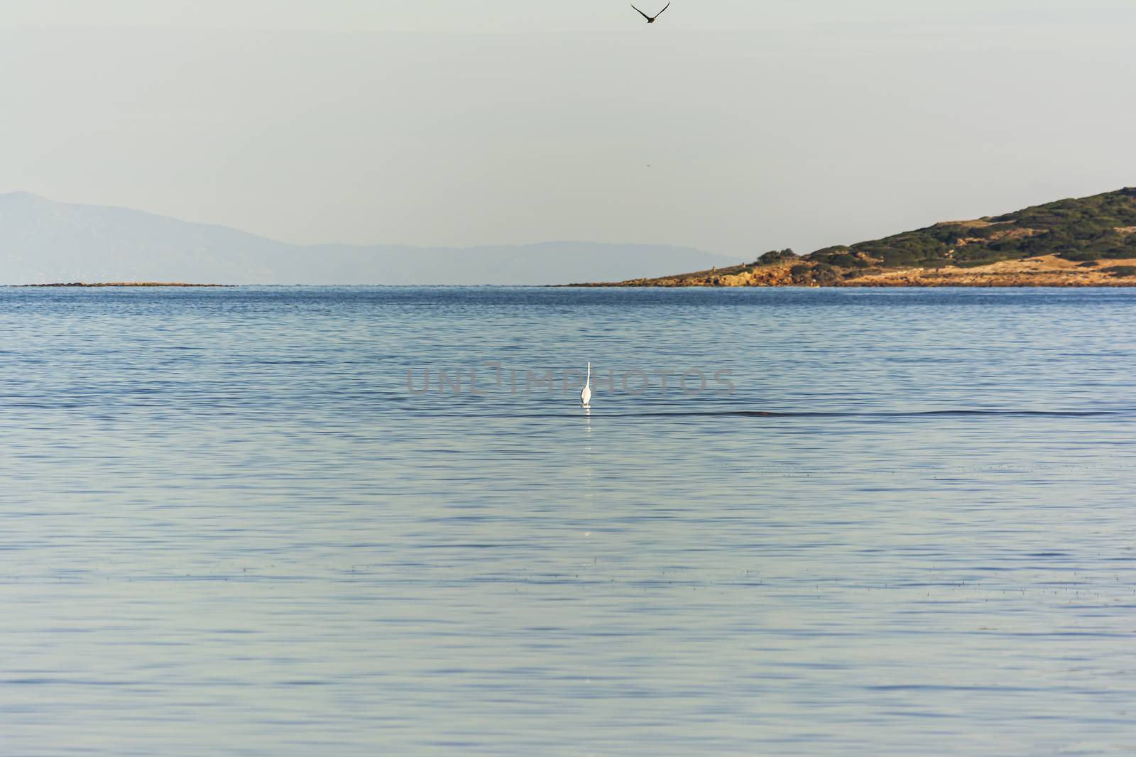 Heron at the famous wetland at Vravrona with rare birds, Attica, Mesogeia, Greece. Egretta alba.