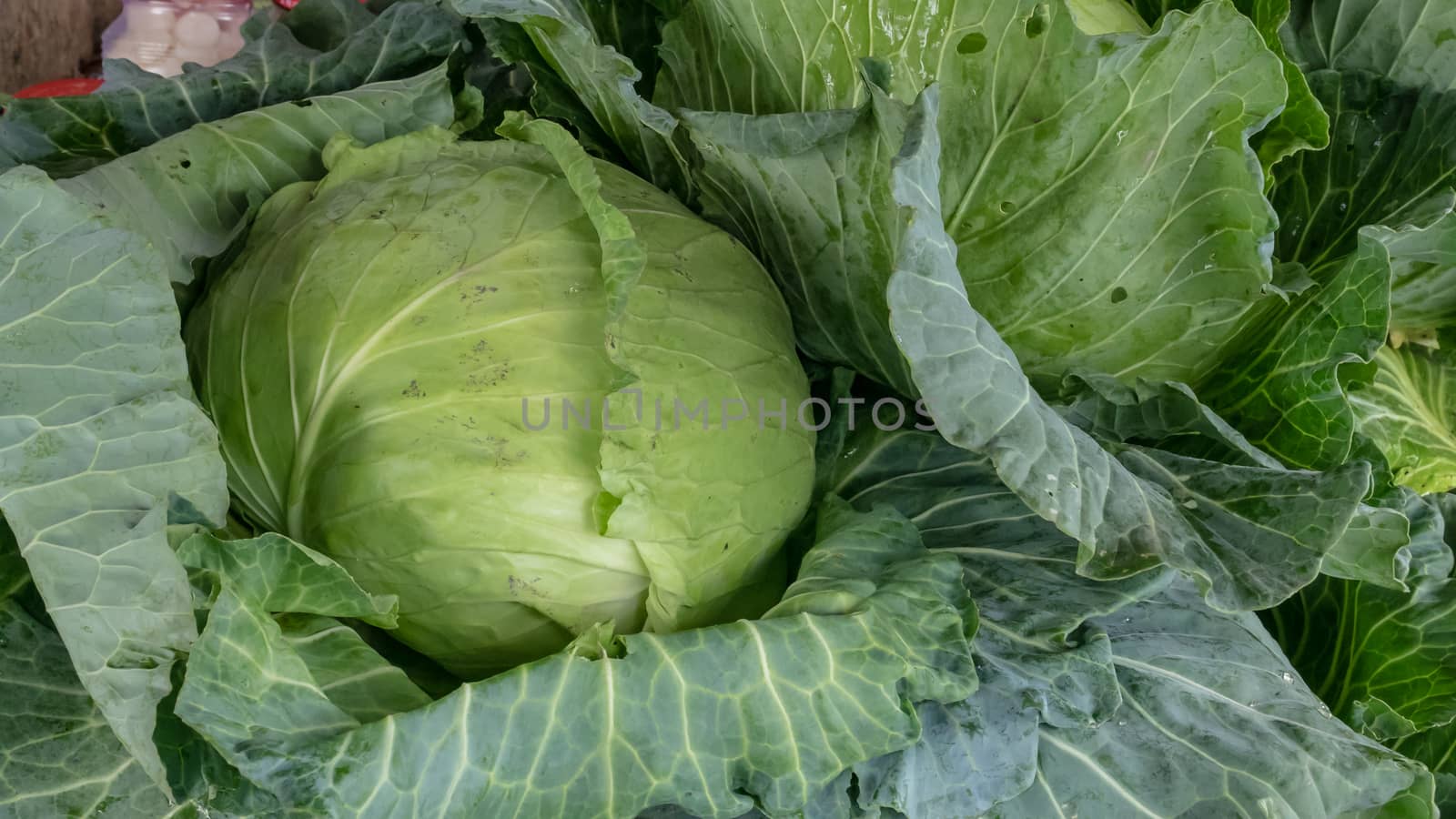 The close up of fresh cabbage at food market in Taipei, Taiwan.