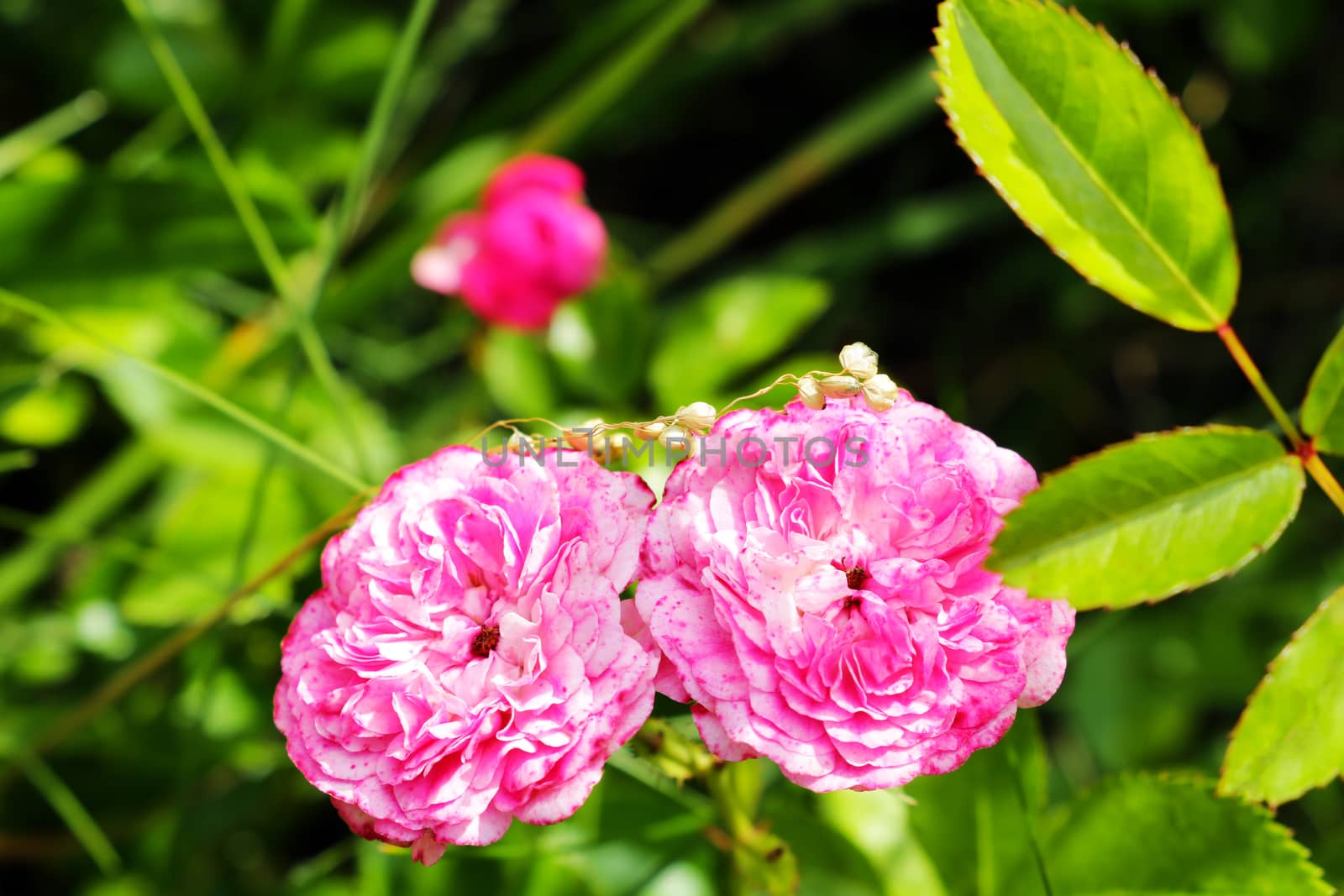 Flowering red roses in the garden, nature