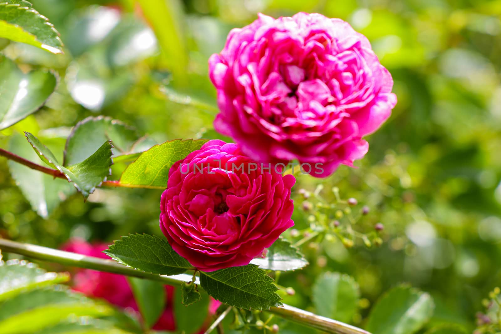 Flowering red roses in the garden, nature. by kip02kas