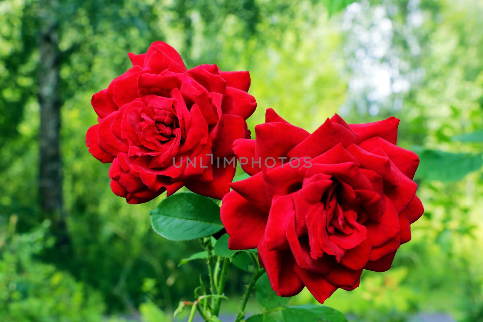 Red Roses on a bush in a garden. Nature. by kip02kas