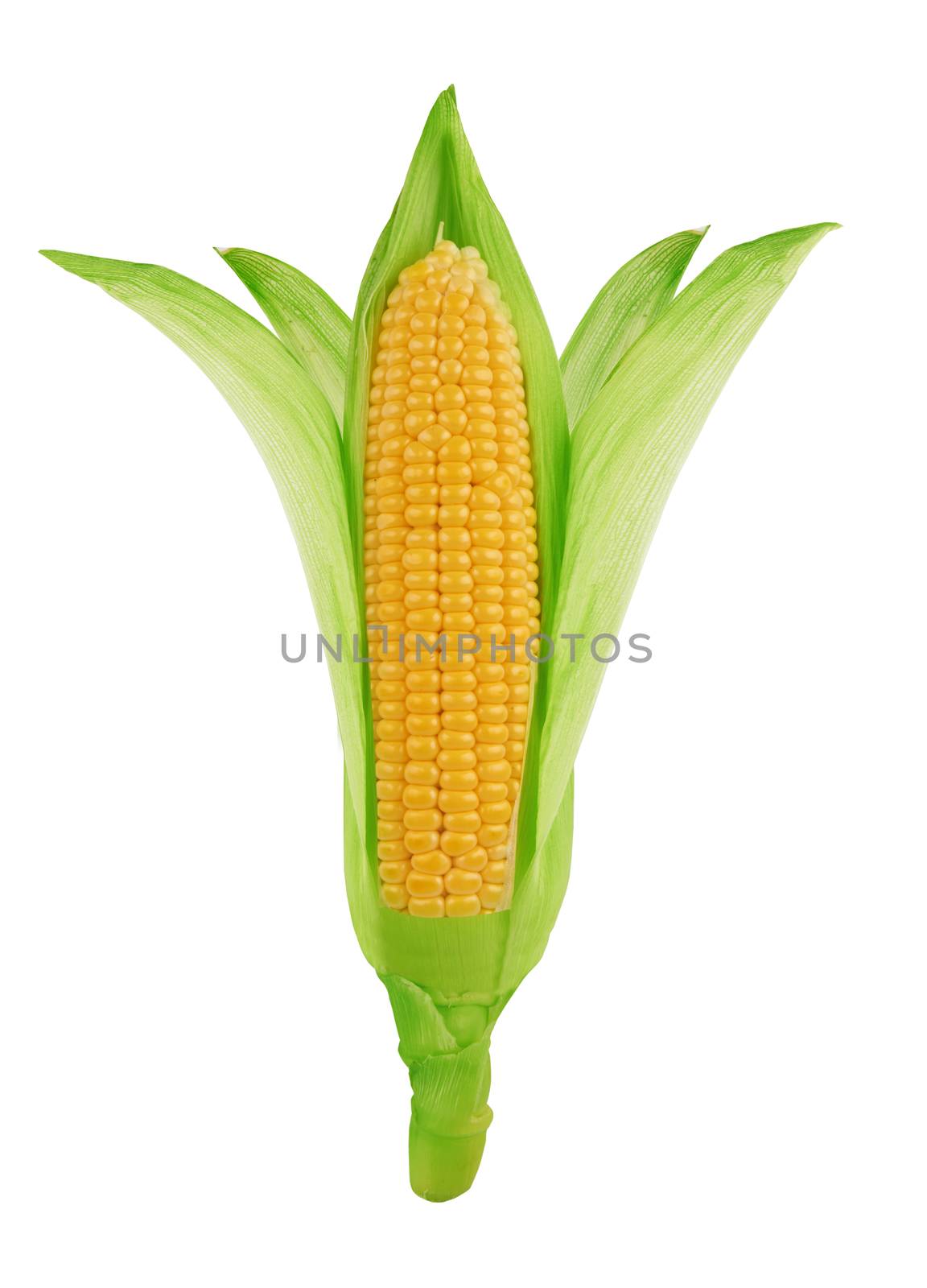 Fresh corn isolated on a white background