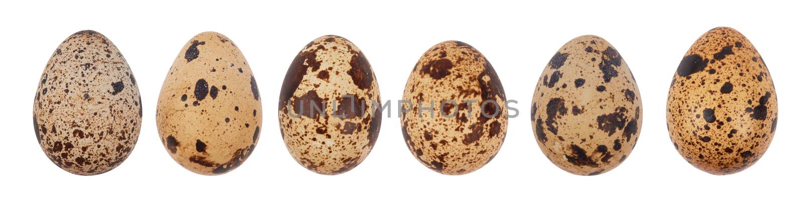 quail eggs isolated on a white background