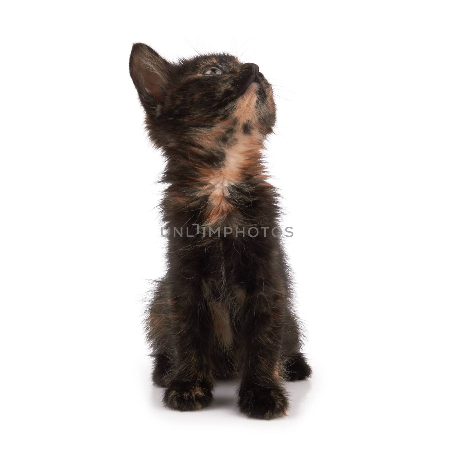 kitten sitting isolated on a white background