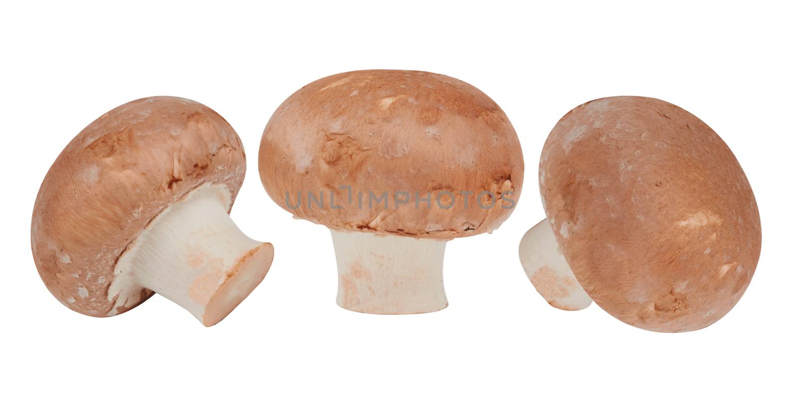 Brown mushrooms isolated by pioneer111