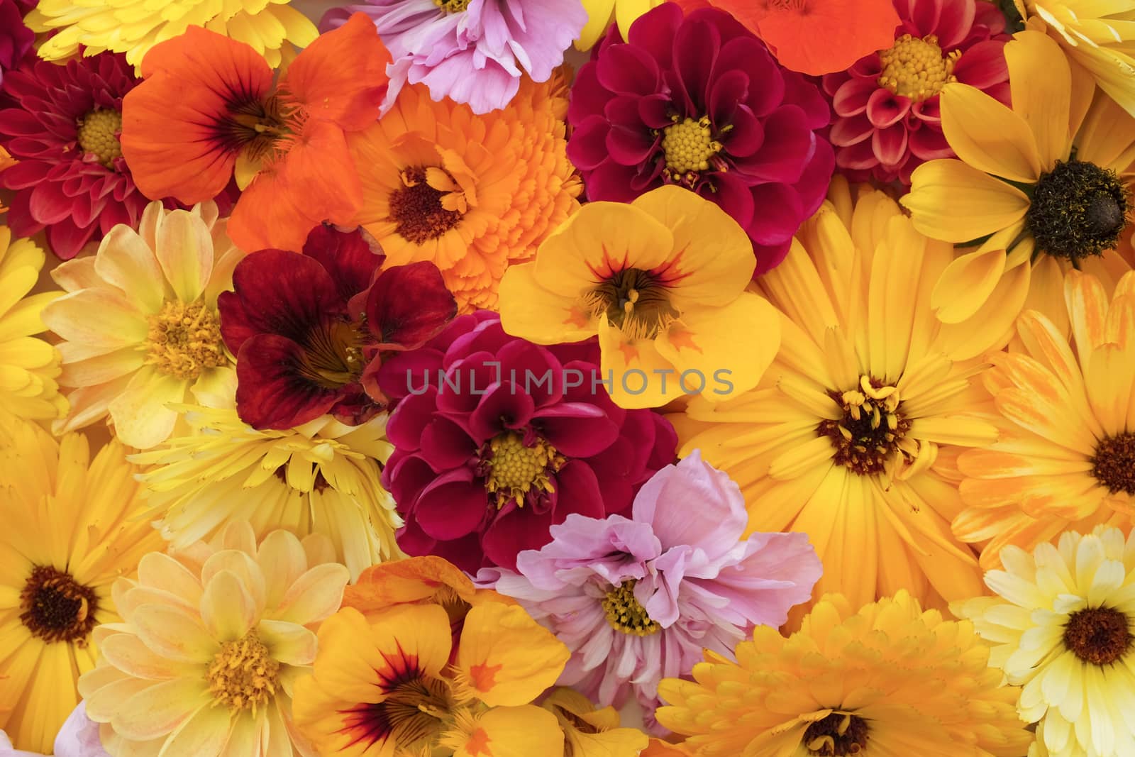 Floral background of garden flowers in shades of yellow and red - calendulas, dahlias, rudbeckia, cosmos and nasturtiums