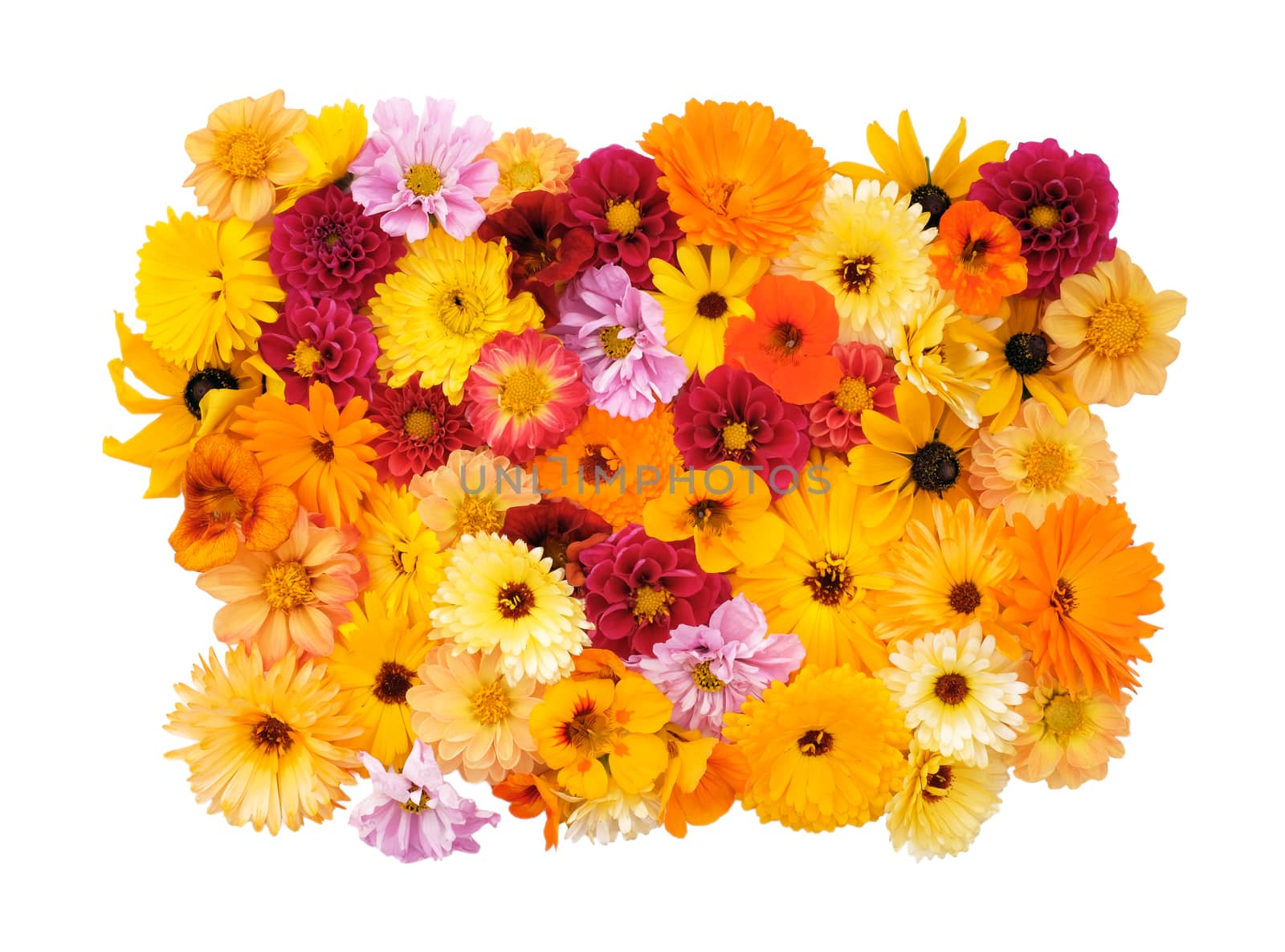 Collection of mixed garden flowers - dahlias, cosmos, rudbeckia, calendula, nasturtiums - on white background