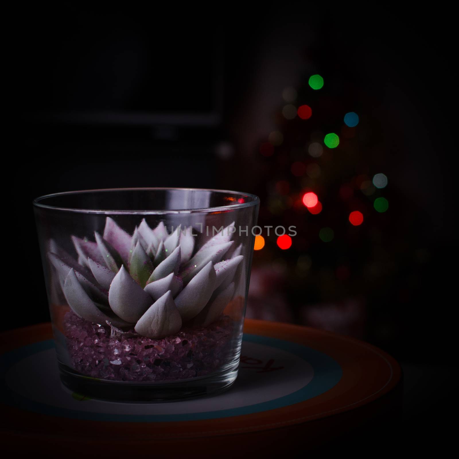 Cactus into a glass and Christmas tree lights blurred by mikelju