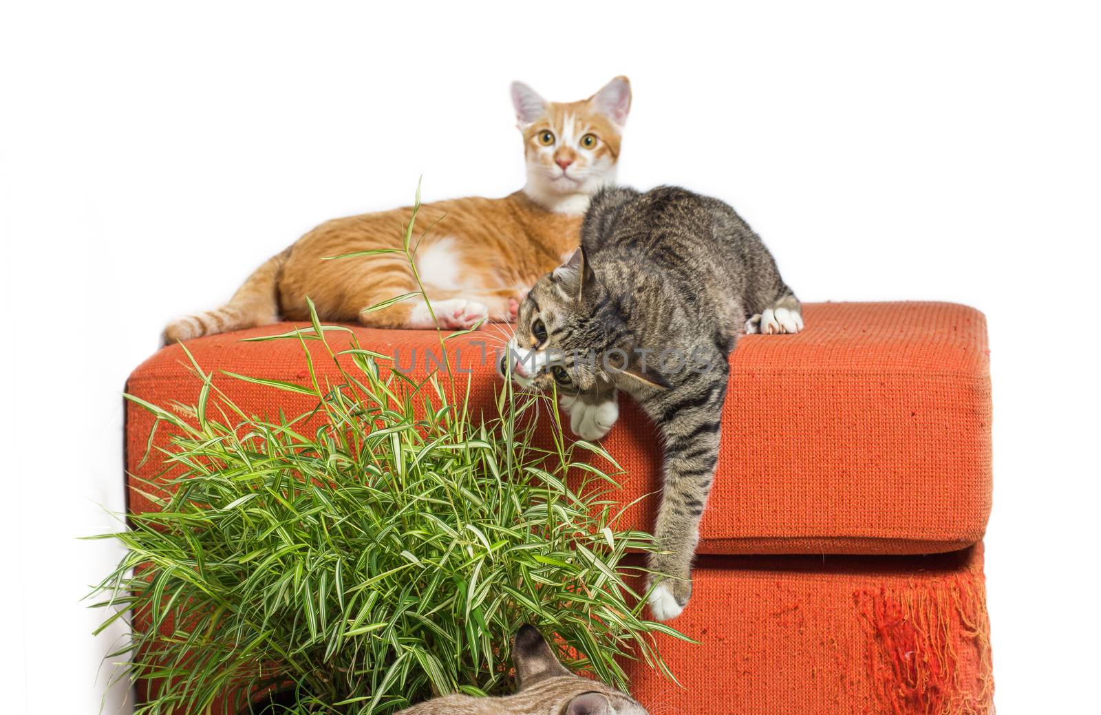 Kittens eating bamboo leaves on scratched orange fabric sofa white background