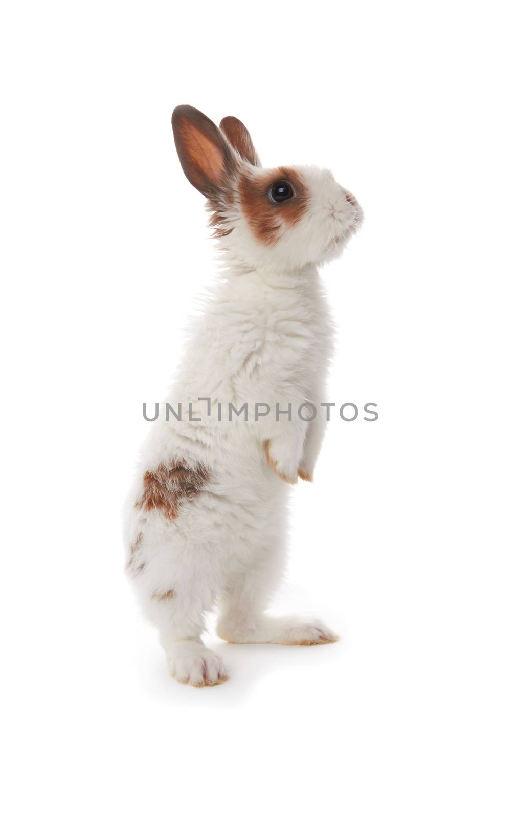 Little rabbit isolated on a white background