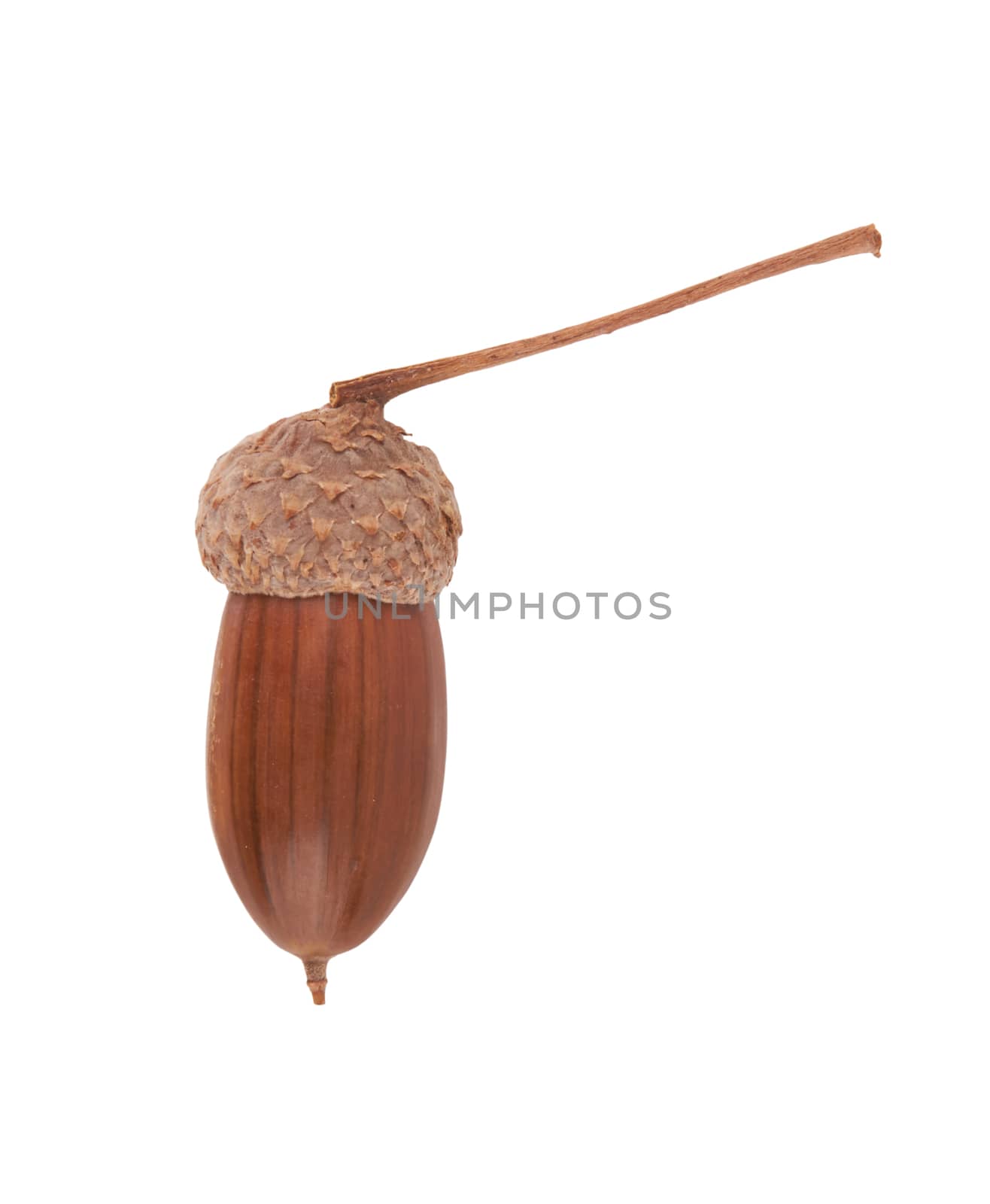 Dried acorn isolated on a white background