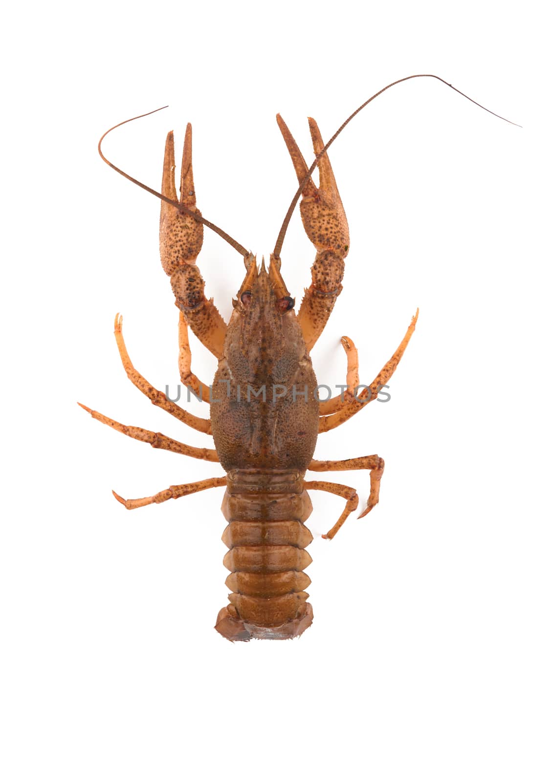 Raw crayfish isolated on a white background