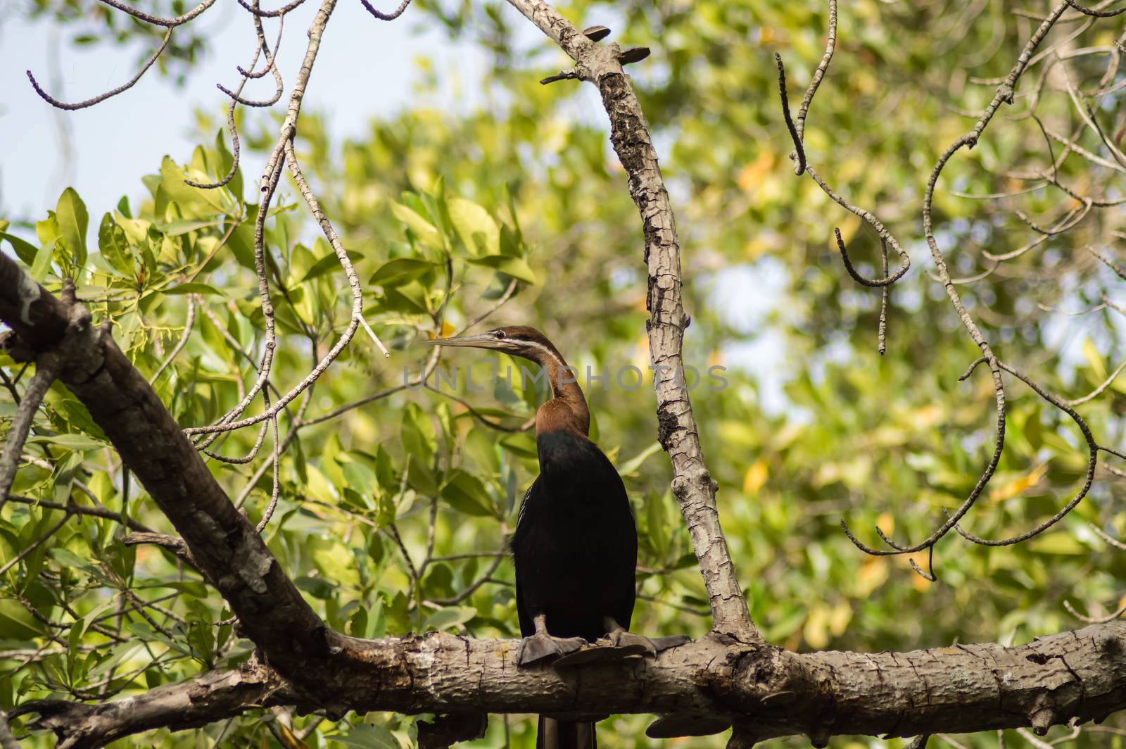 African darter (Anhinga rufa) laying on a branch along the Gambia river