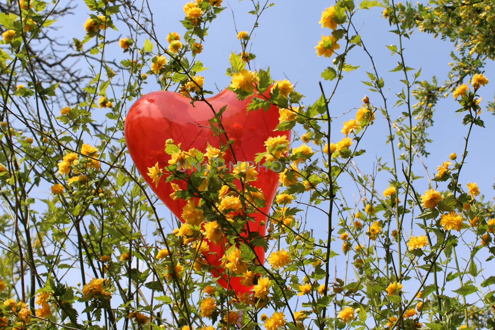 red heart balloon in the kerria by martina_unbehauen