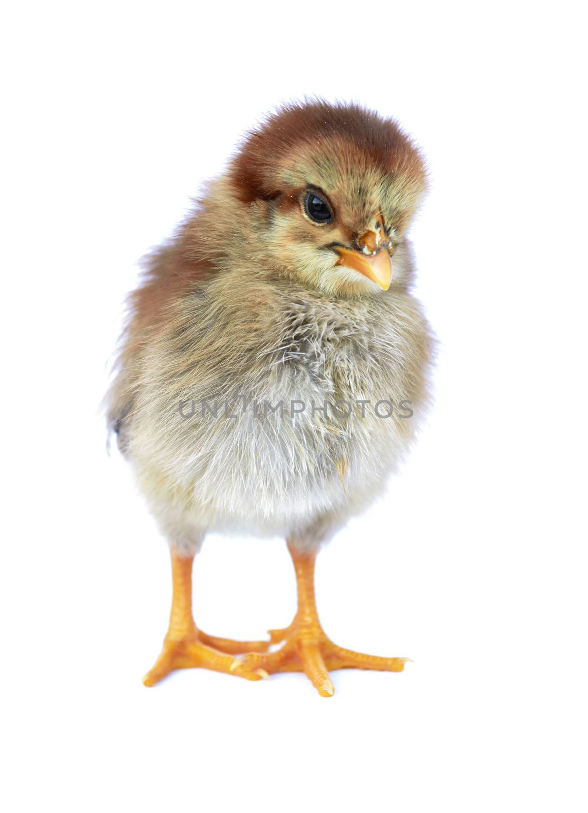 baby chicken by pioneer111