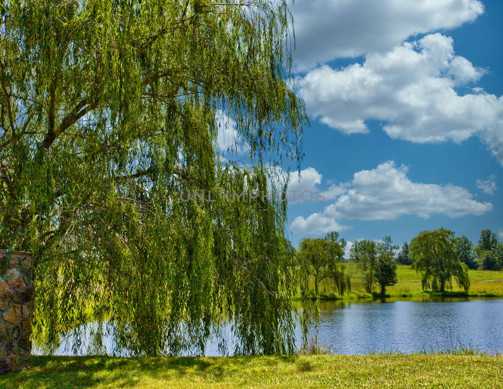 Weeping Willow by Lake by dbvirago