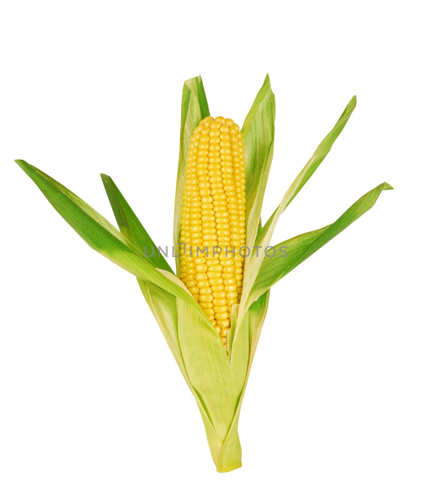 corn  by pioneer111