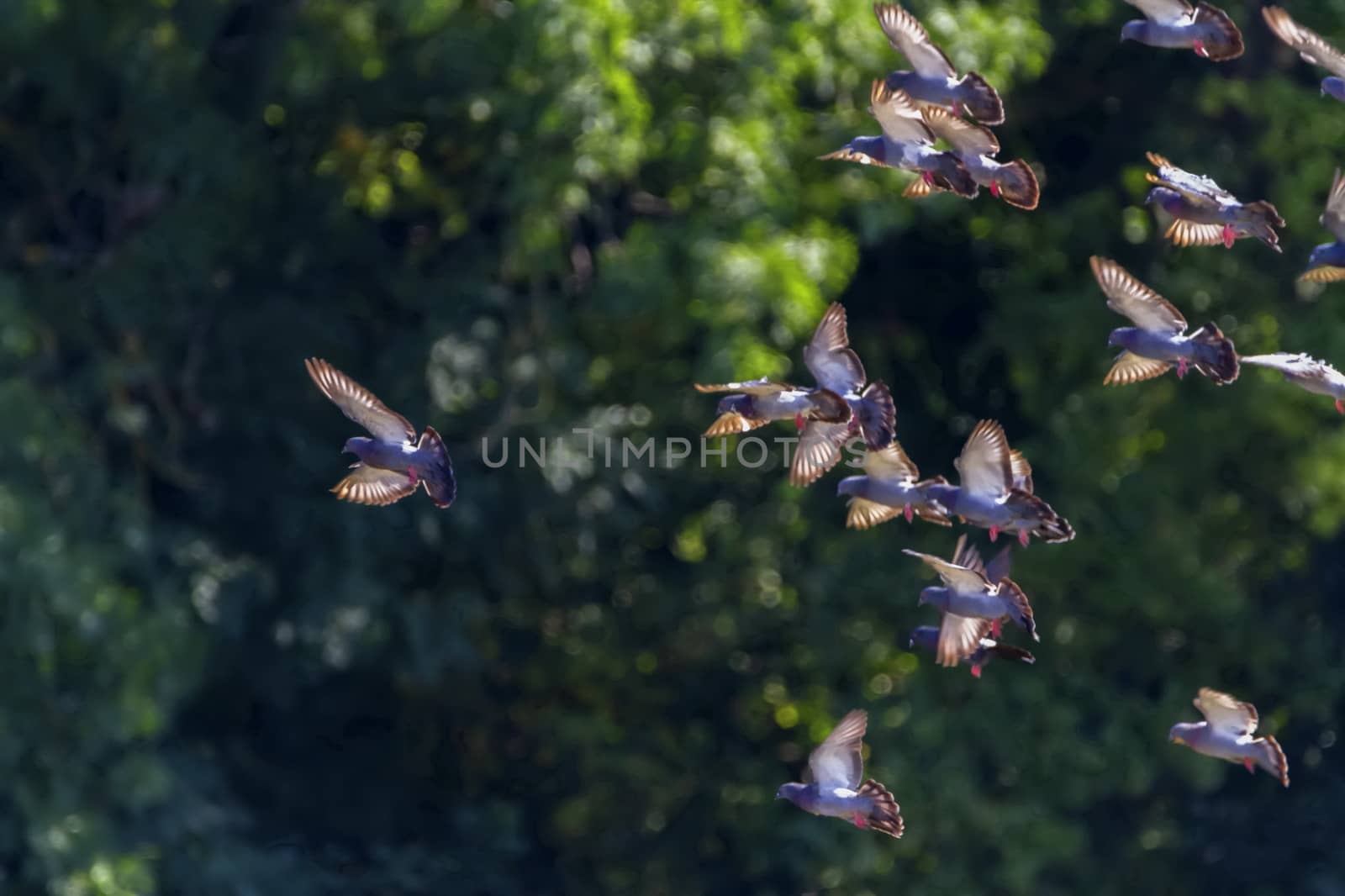 Flock of pigeons birds flying together in front of trees background