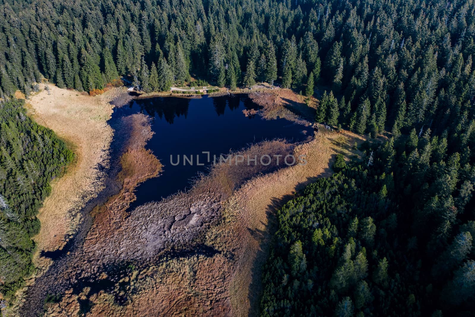 Black lake and marshes, forest in background on Pohorje mountain, Slovenia by asafaric