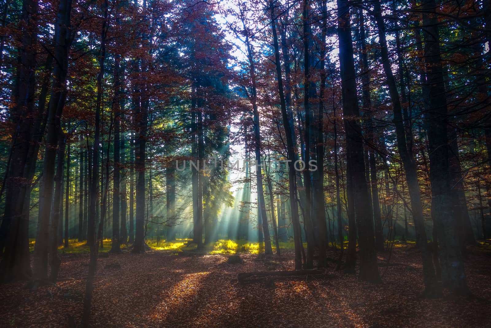 Beams of light in autumn forest, hiking in morning, sunrays through trees