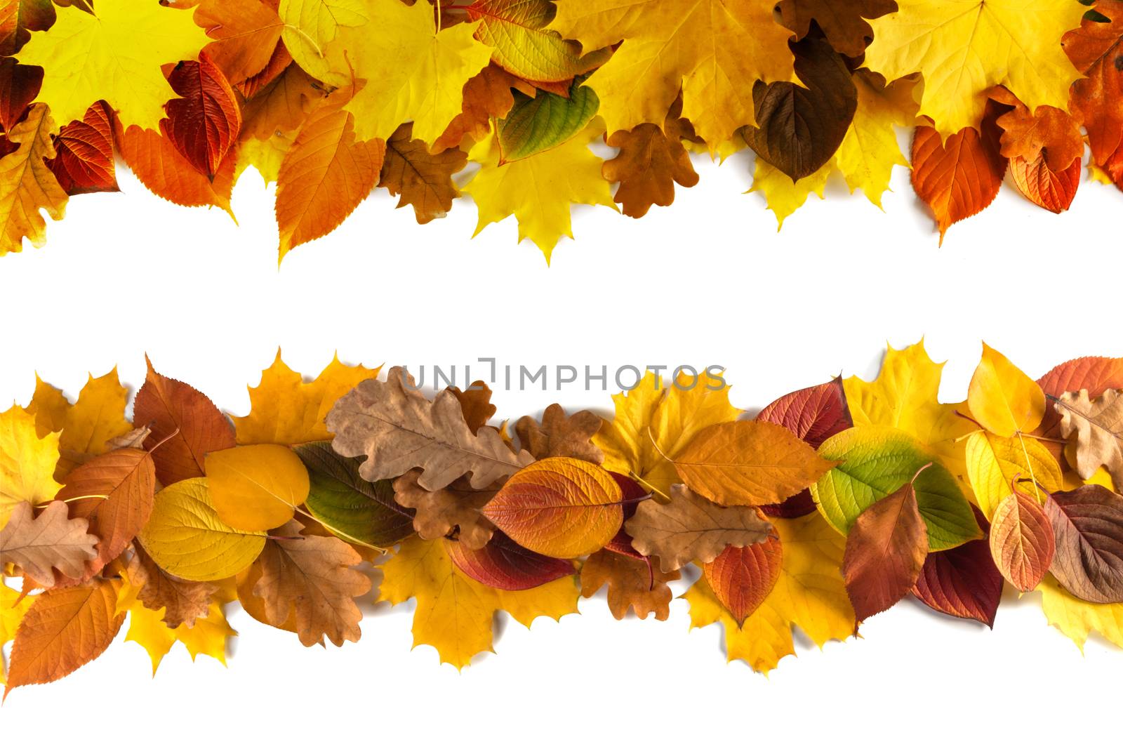 autumn leaves border frame isolated on white background