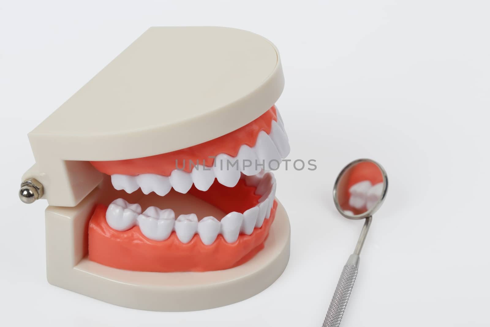 White teeth model and dental instruments  isolated on white background, clipping path.