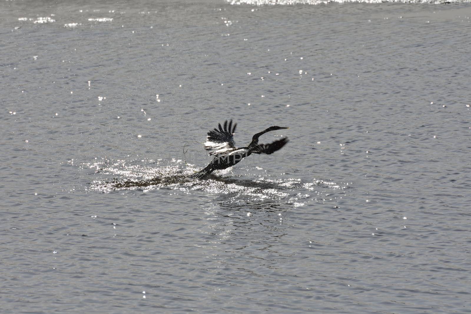 An African darter (Anhinga rufa) takes flight from a river estuary water surface at daybreak, Mossel Bay, South Africa