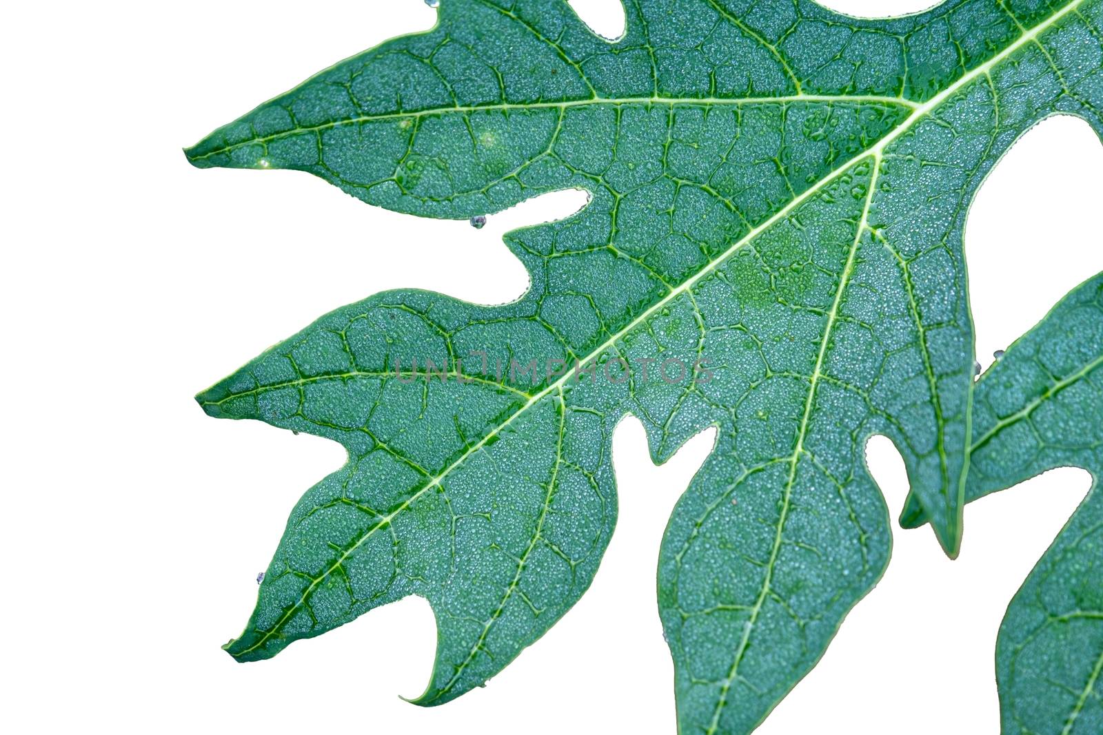 The Rain drop on papaya leaf show pattern With shadow edge, select focus, isolate white background