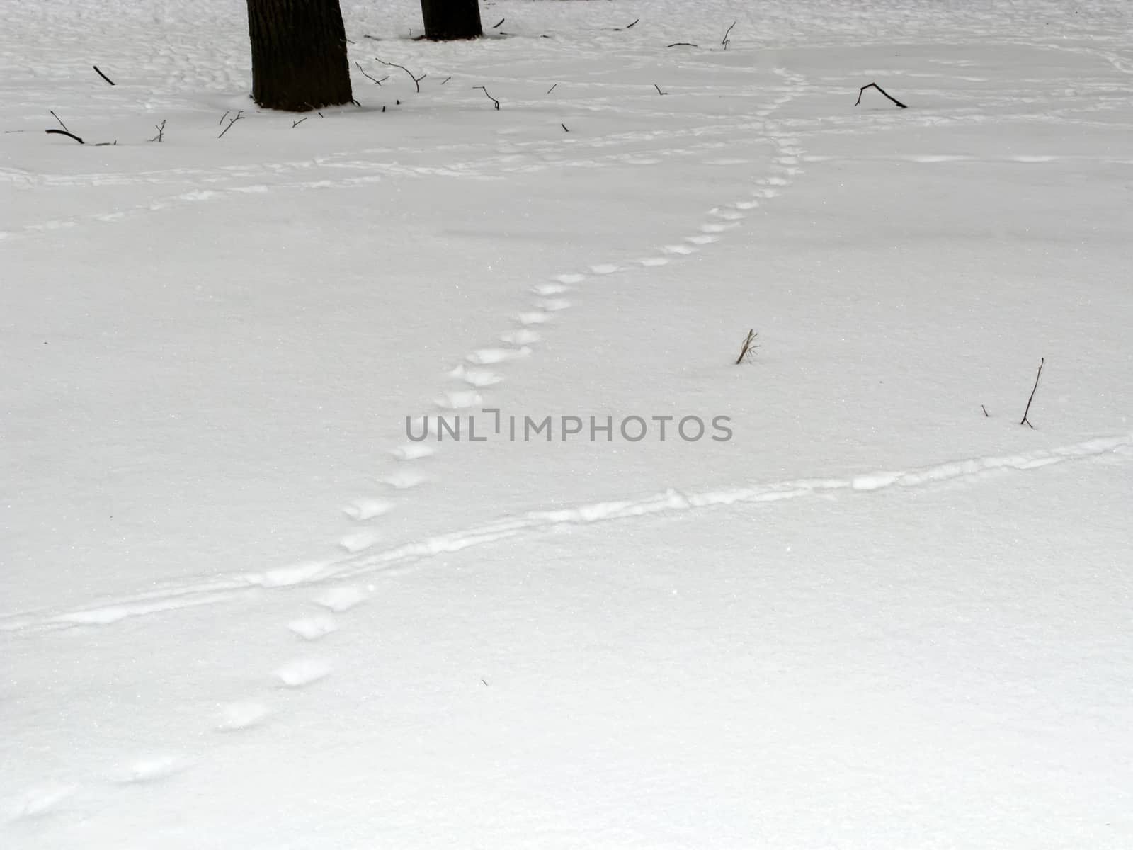 Tracker and footprints in the snow. Winter nature. Copy space for text.