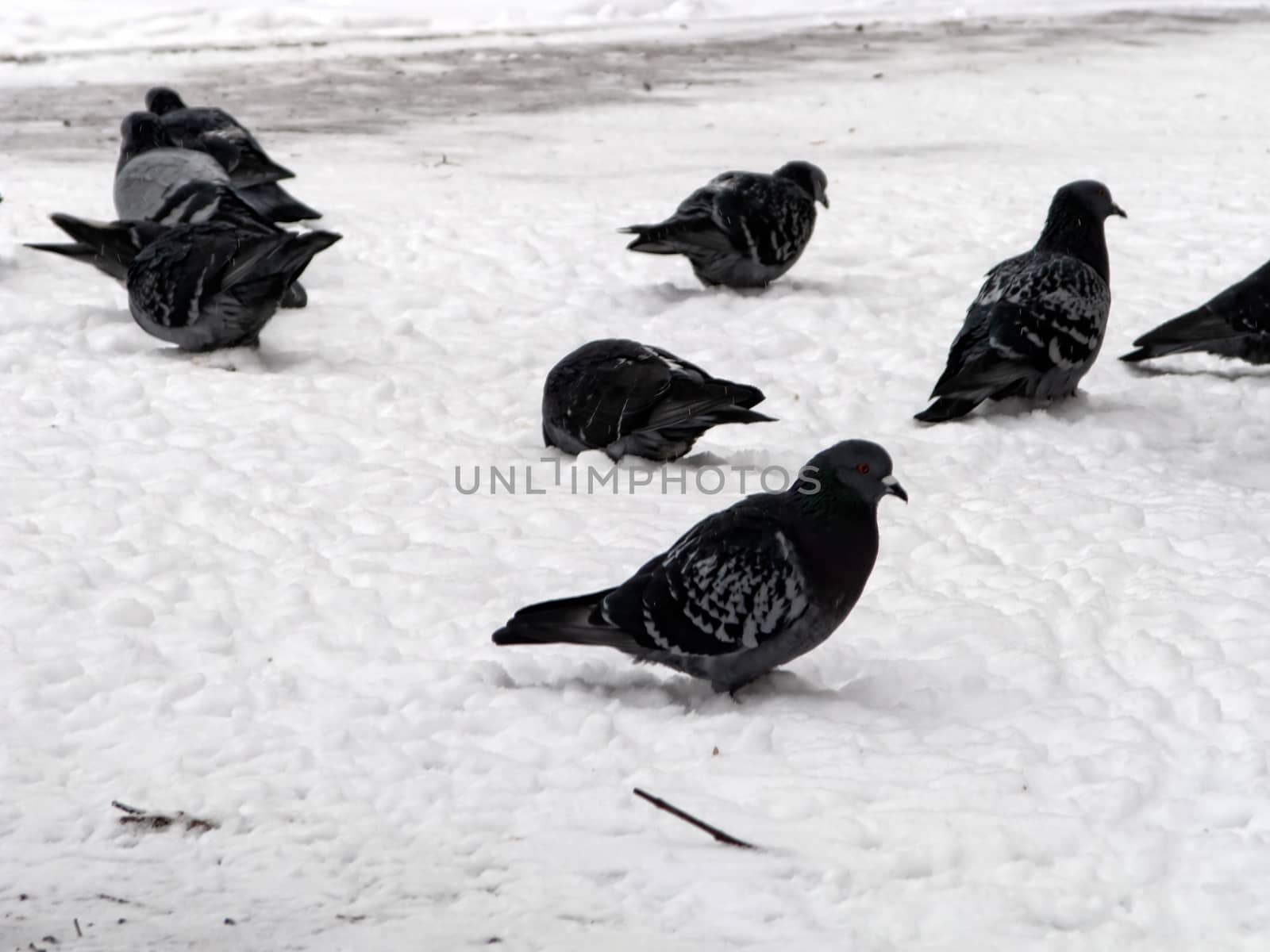 Pigeons sit in the snow in winter, it's snowing. The birds were cold and hungry.